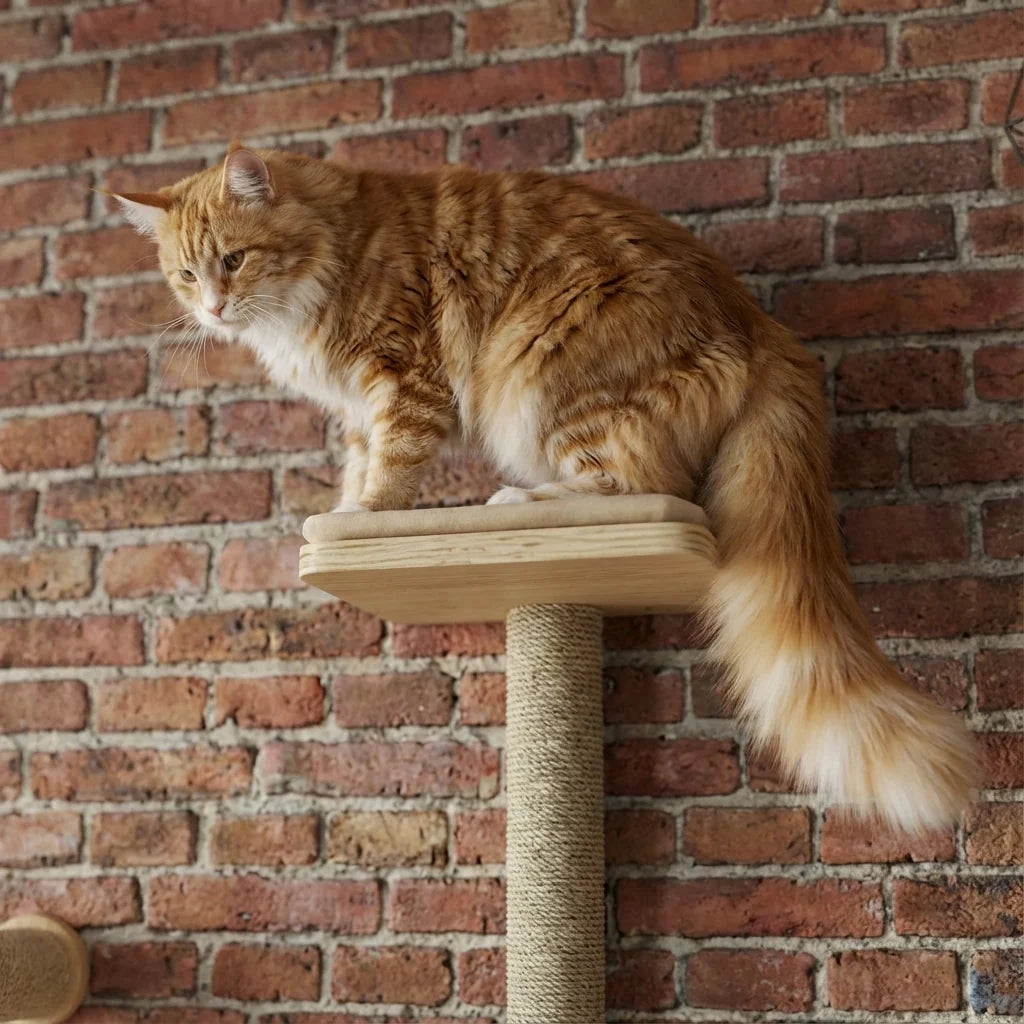 Arbre à Chat Mural | Edmond
